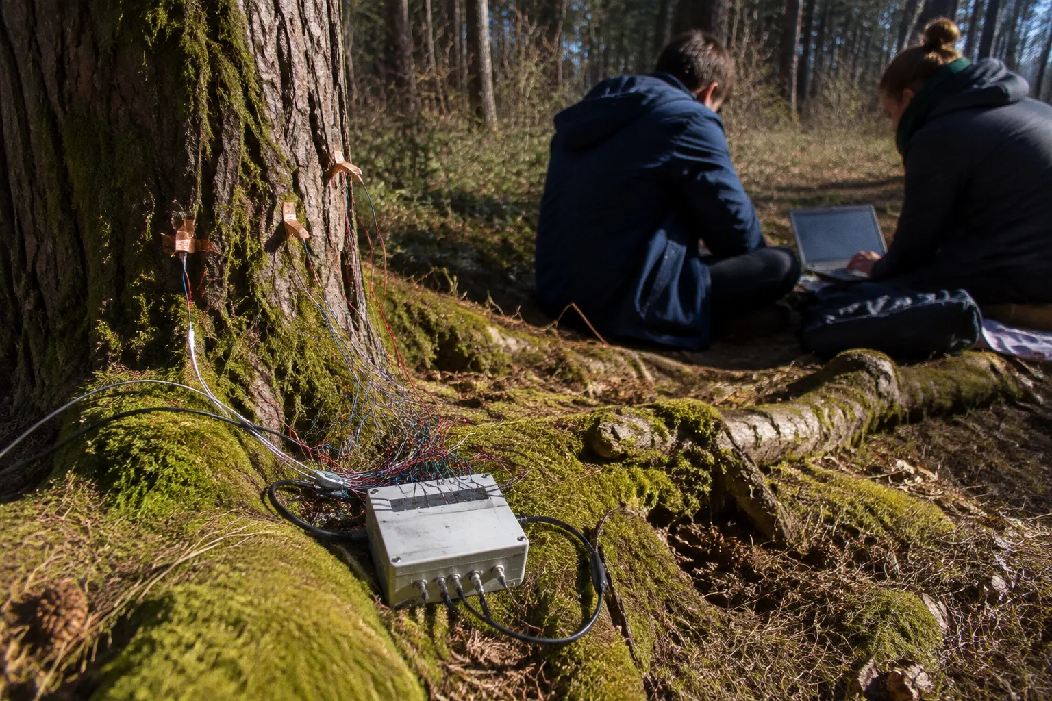 Bio-sonification : quand l'arbre pilote l'art numérique